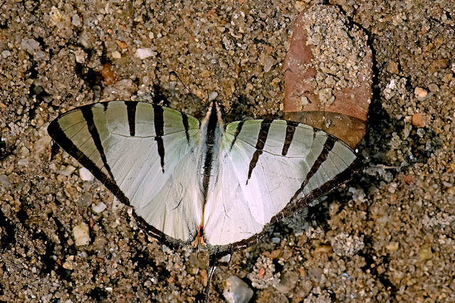 Graphium agetes