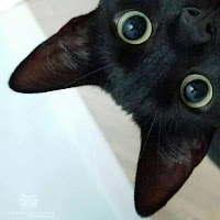 Gato Negro