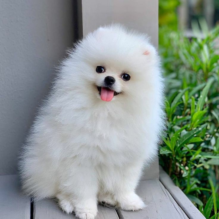 Cute Puppy wallpaper images | Animal Wallpaper pictures