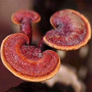 Reishi mushroom amazon.