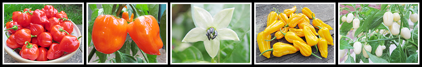 Capsicum chinense