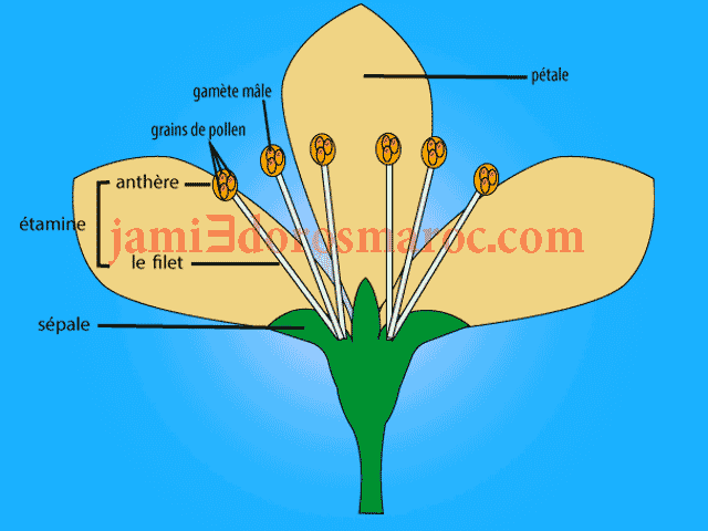les composantes d’une fleur mâle (unisexuée)