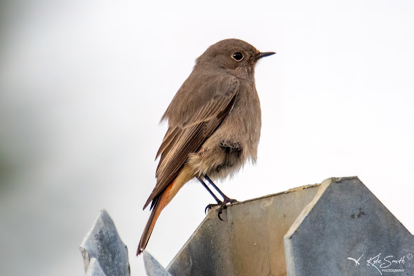 Black redstart