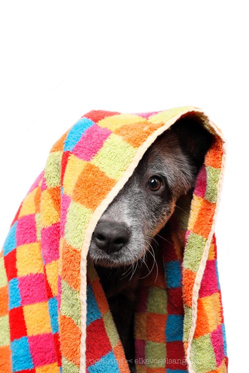 Elke Vogelsang aka Wieselblitz 500px arte fotografia cachorros cães gatos pets divertido fofura animais estimação