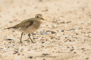 Wildlifefotografie Helgoland Düne Goldregenpfeifer