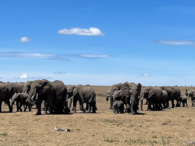 Herd of Elephants