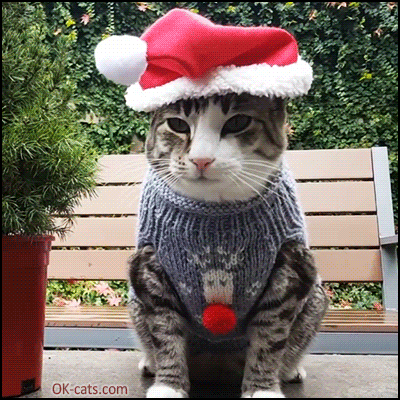 Christmas Cat GIF • Showing off another Christmas sweater made across the pond for patient kitty [ok-cats.com]