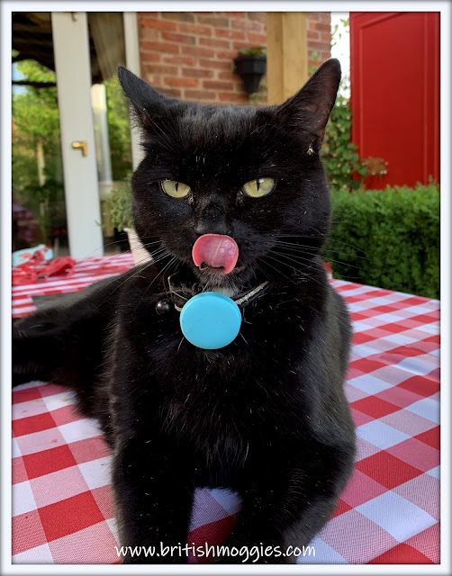 cat sticking tongue out, black cat sticking tongue out, cute black cat, black cat