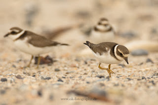 Wildlifefotografie Helgoland Düne Sandregenpfeifer