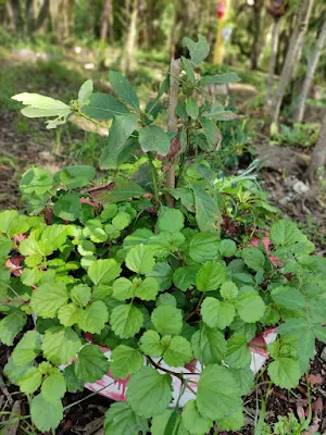 A planta Dólar (Plectranthus nummularius), também muito conhecida em algumas regiões como a Planta do Dinheiro, é uma das melhores plantas para se ter em vasos suspensos, seus galhos caem para fora do vaso e sua bela folhagem se destaca dando vida a qualquer ambiente.