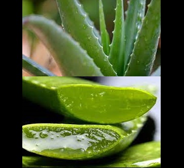 Usar aloe vera en la cara