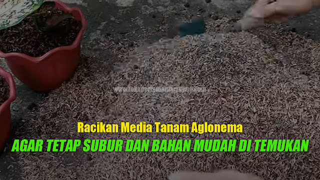 Media Tanam Aglonema Agar Tumbuh Subur