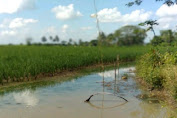 Lapor Pak Bupati ! Proyek Irigasi BBWSP Rugikan Petani