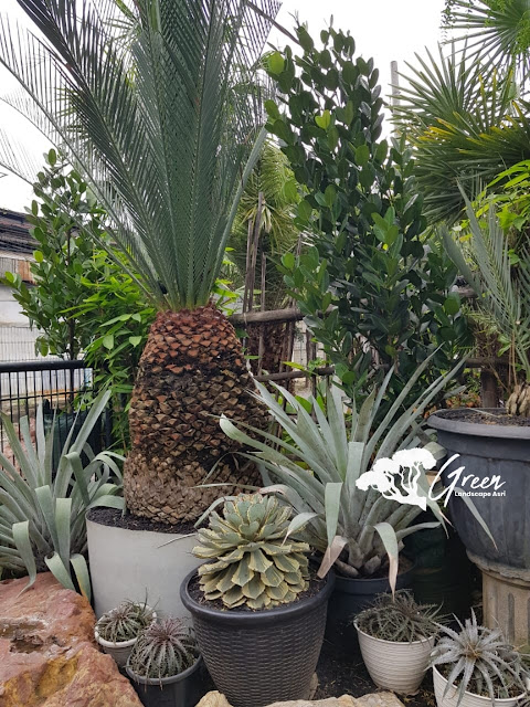 Jual Sikas Macrozamia di Mojokerto Bergaransi | Harga Macrozamia Langsung Dari Petani