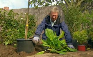 Elephant Ears Bergenia