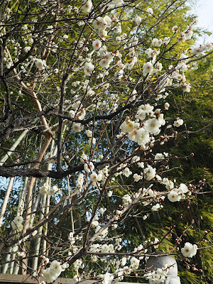 梅の花