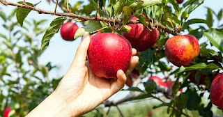 زراعة التفاح هو أفضل مشروع زراعي