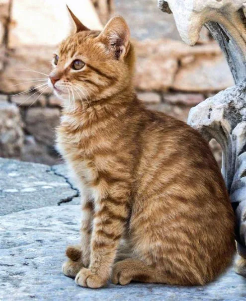 Mackerel tabby stray cat