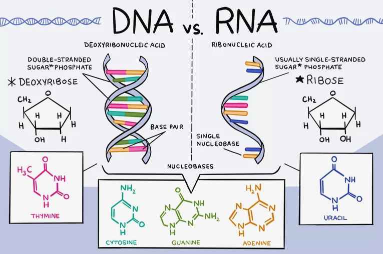الفرق بين الحمض النووي DNA والحمض النووي الريبوزي RNA