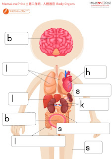 MamaLovePrint 主題工作紙 - 人體器官系統 Human Body Organ System 中英文小學工作紙 Human Body Organs Inside My Body School Theme Bilingual Worksheets Free Download