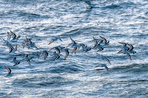 Sanderling