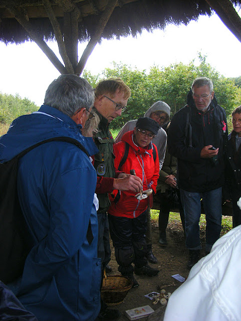 Fungi identification workshop, Indre et Loire, France. Photo by Loire Valley Time Travel.