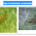 Trips (Frankliniella occidentalis) -Plagas del to,a