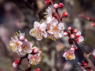 Pink ume (Japanese apricot) flowers: Tsurugaoka-hachimangu Shrine