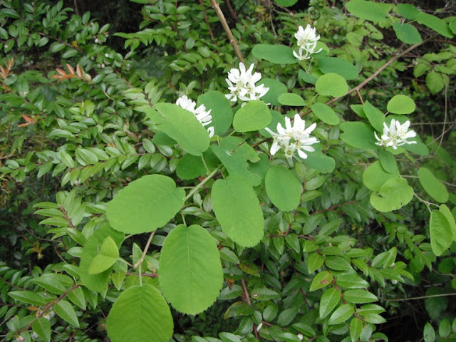 Ирга ольхолистная (Amelanchier alnifolia)