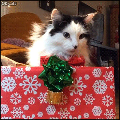 Christmas Cat GIF • 'Oreo' sitting in an empty gift box is very elegant with his red bow tie