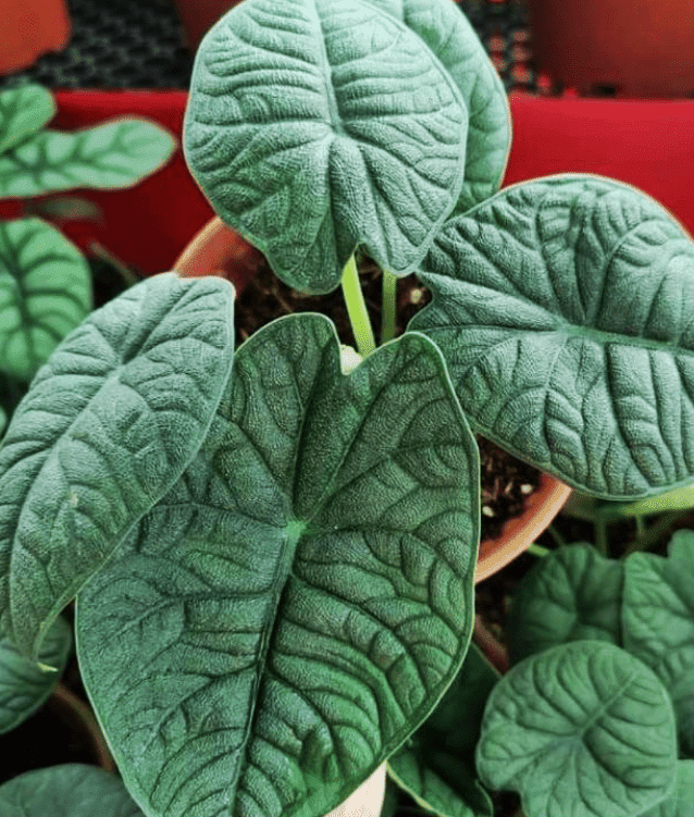 harga-pokok-keladi-viral