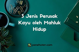 3 Jenis Perusak Kayu oleh Mahluk Hidup