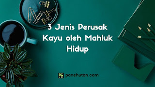 3 Jenis Perusak Kayu oleh Mahluk Hidup