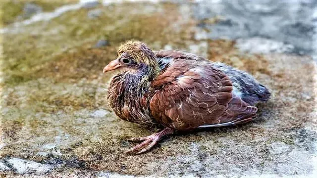 Baby Pigeons: A Comprehensive Guide to Caring for the Young Ones