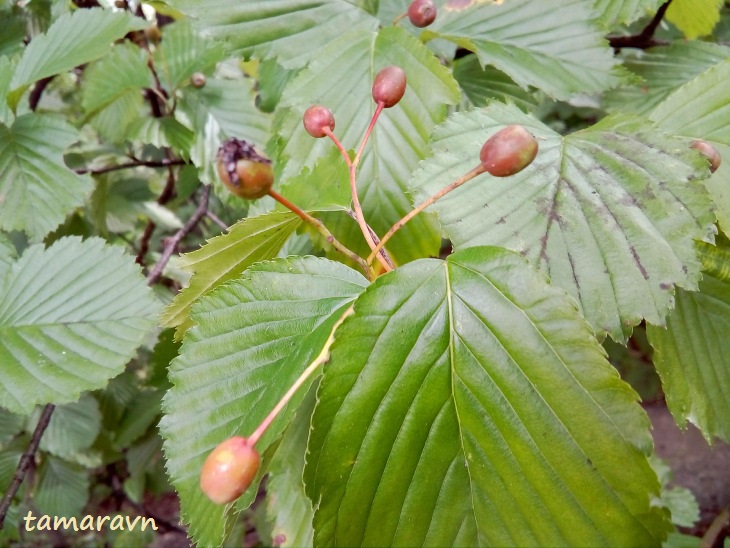 Мелкоплодник ольхолистный (Micromeles alnifolia)