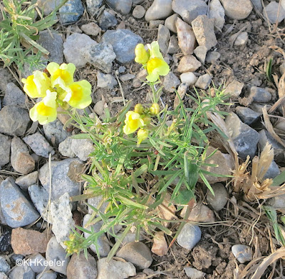 butter-and-eggs, Linaria vulgaris