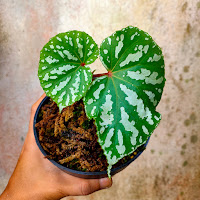 Tanaman Hutan Begonia roseopunctata white stripes