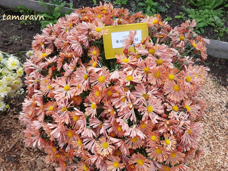 Хризантема (Chrysanthemum)