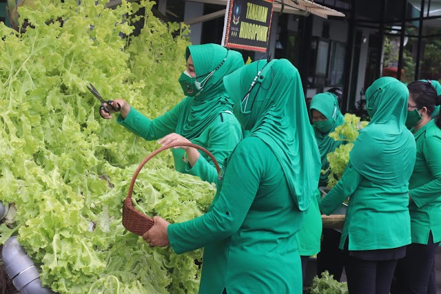 Dukung Ketahanan Pangan di Masa Pandemi, Persit KCK Cabang XXX Dim 0410/KBL Panen Sayuran Hidroponik