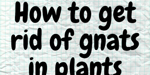 How to Get Rid of Gnats in Plants Naturally - Home Garden 