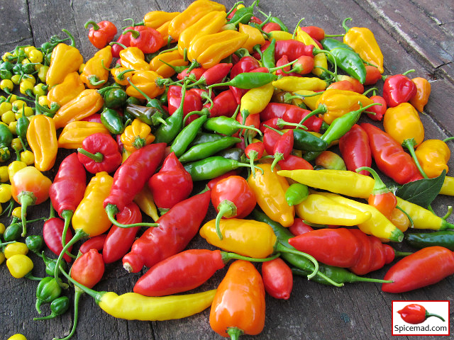 Chilli Harvest - 11th October 2021