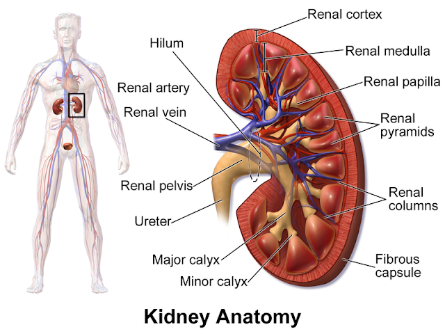 The Kidneys structure and location