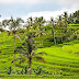 Tentang Sawah; Sawah Seharusnya Berubah atau Mengalah?