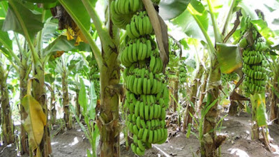 pohon pisang cavendish