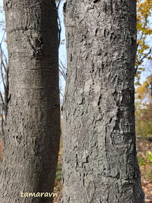 Мелкоплодник ольхолистный / Рябина ольхолистная (Micromeles alnifolia, =Sorbus alnifolia)