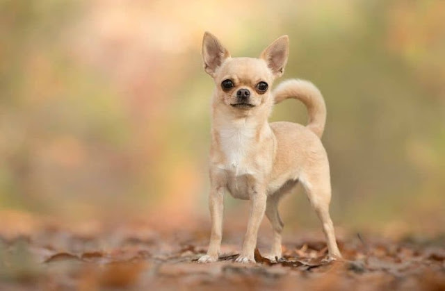 Keunikan Memelihara Anjing Chihuahua