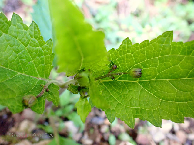 Scrophularia musashiensis