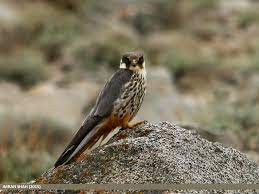 fastest animals | fast air animals | Eurasian hobby