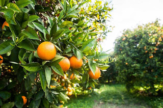 Pomar Com Lindas Mudas Frutiferas Enxertadas Pomar carregado de frutos maduros.