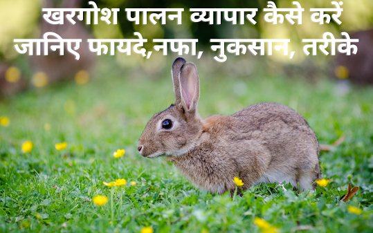 खरगोश पालन व्यापार कैसे करें  - How to start rabbit farming